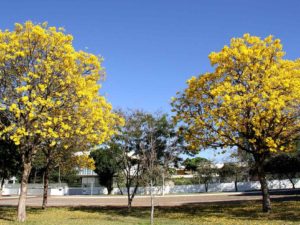 Espécies nativas são as mais indicadas para arborização urbana