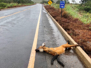 Quase 700 animais já morreram em estradas de Mato Grosso, neste ano