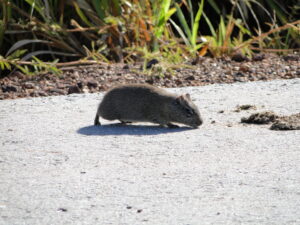 Monitoramento de Fauna estuda populações de animais que cercam Contorno Rodoviário