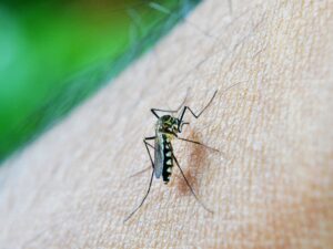 Dengue, Febre Amarela, Leishmaniose, Chagas: o que elas têm em comum?
