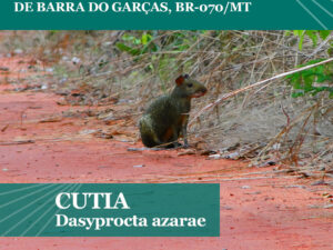 Avistamento de animais dispersores no entorno do Contorno Rodoviário de Barra do Garças, BR-070/MT