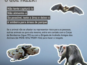 Tem um animal silvestre na minha casa. O que fazer?