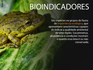 O que são bioindicadores?