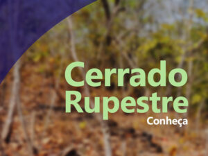 Conheça o Cerrado Rupestre