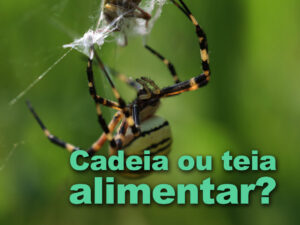 Cadeia ou Teia Alimentar?