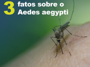 3 fatos sobre o Aedes aegypti