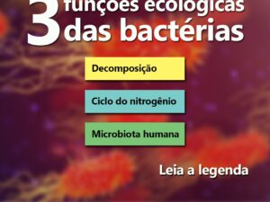 Três funções ecológicas das bactérias