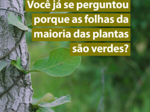 Você já se perguntou porque as folhas da maioria das plantas são verdes