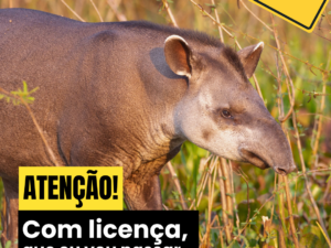 Animais na estrada